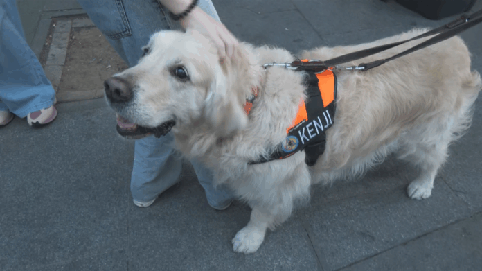 Comienza la búsqueda con canes rastreadores de las víctimas en el colapso de la Calle de las Hileras._68e67ed448e98.png